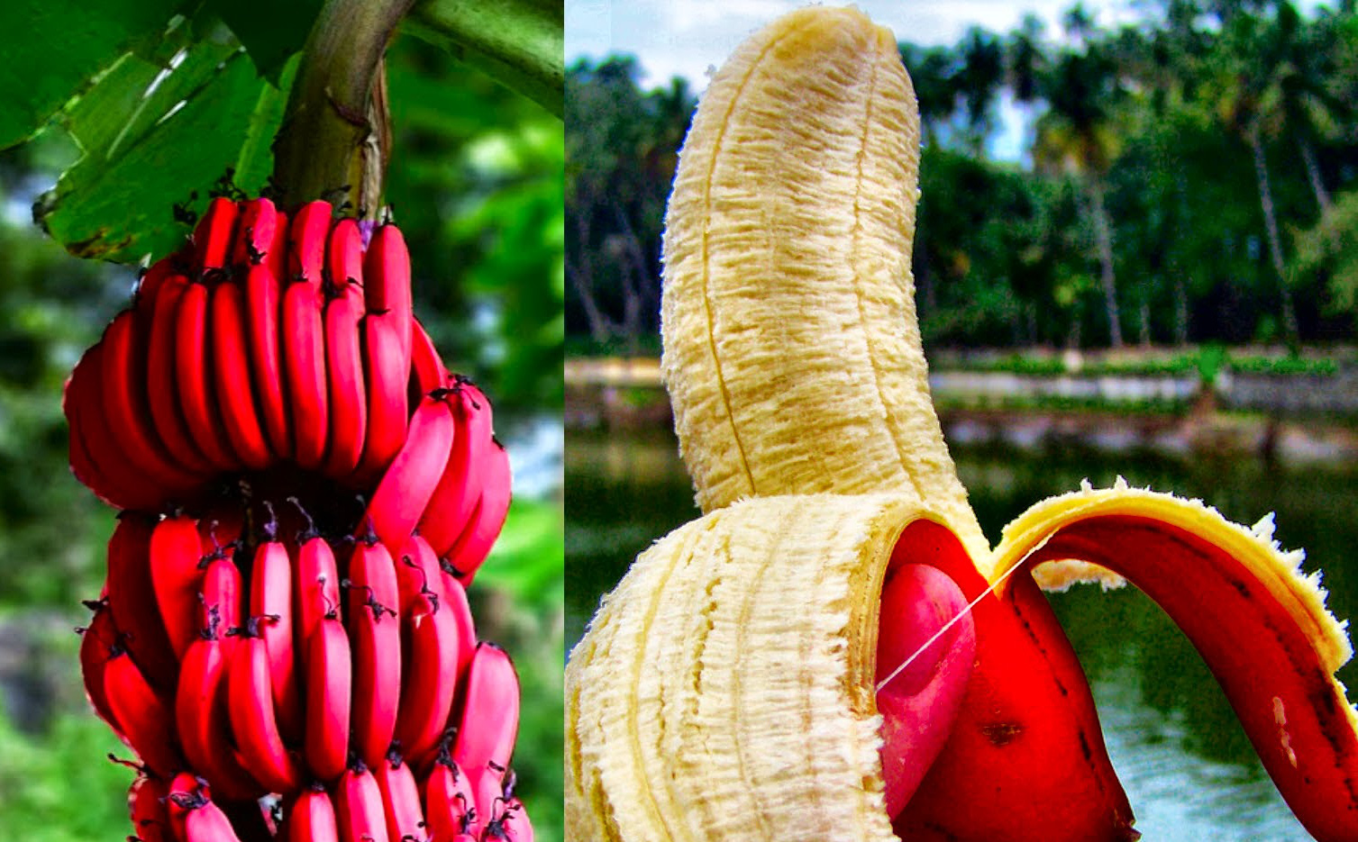 Бананы красные